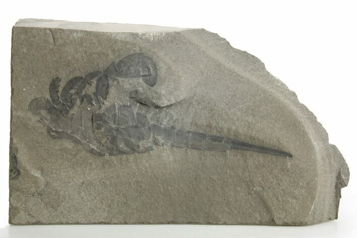 Bargain, Eurypterus (Sea Scorpion) Fossil - New York #369316